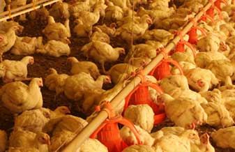 Avícola Escobar - Foto 1