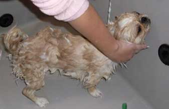 Régis Dog Banho & Tosa - Foto 1