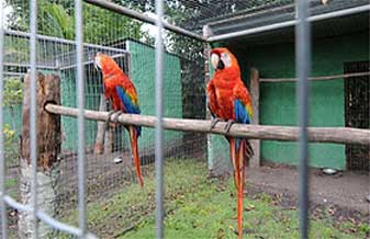 Avicultura Beni - Foto 1