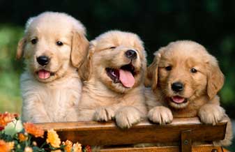 Canil Stillos Dogs - Foto 1